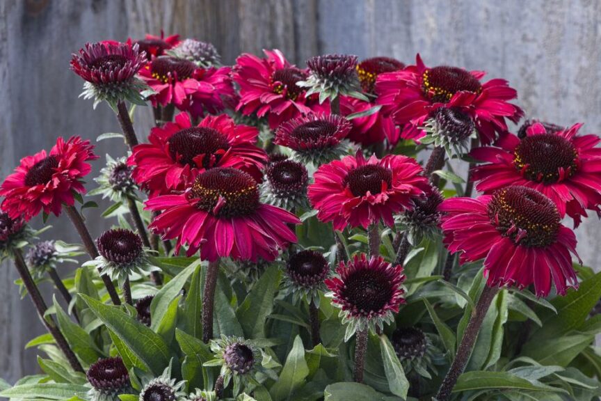 SunMagic® Chocolate Cherry Coneflower