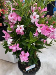 Sun Parosol Giant Powder Pink Mandevilla (Suntory Flowers/Sun-Fire Nurseries)