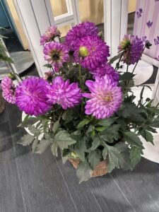 Dahlia Coffee Shop ‘Lavender Latte’ (Syngenta Flowers)