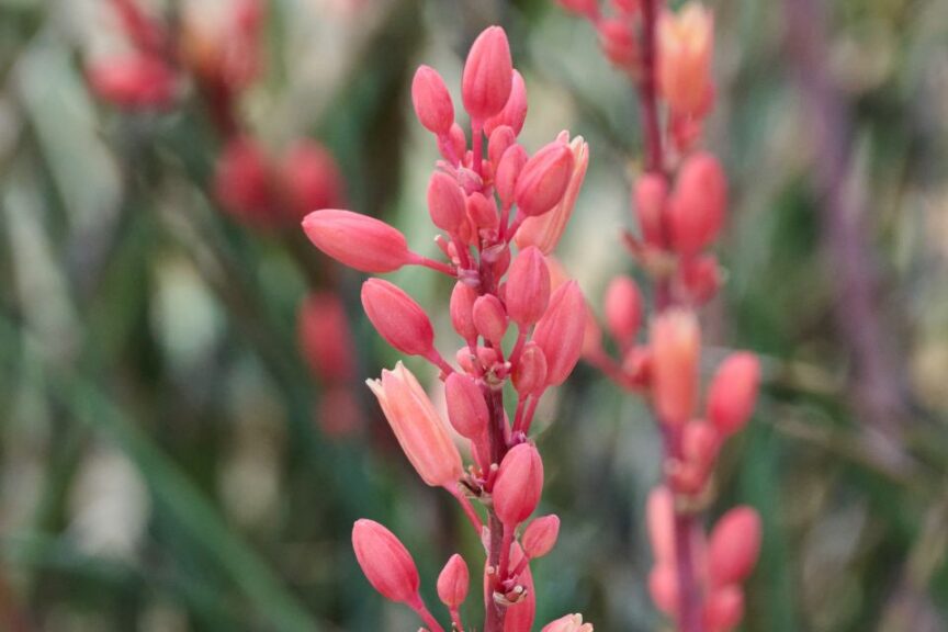 Tahitian Dawn® Hesperaloe