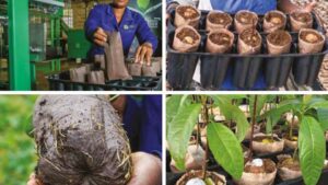 GrowBag System