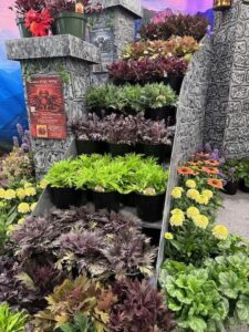 Heuchera Fyre Wing series (Terra Nova Nurseries)