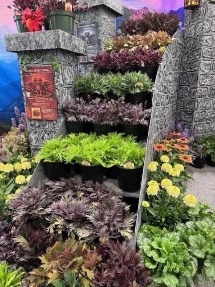 Heuchera Fyre Wing series (Terra Nova Nurseries)