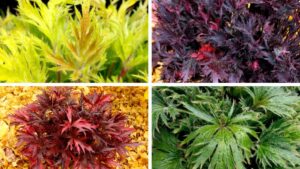 The Heuchera Fyre Wing Series from Terra Nova Takes Flight