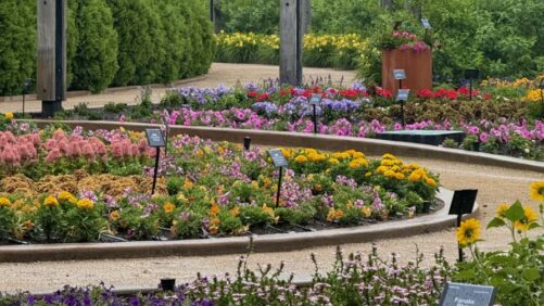 What Stood Out at Darwin Perennials Day 2026