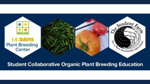 University Program Empowers Students with Practical Plant Breeding Experience