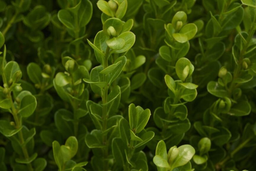 Winter Jade Boxwood