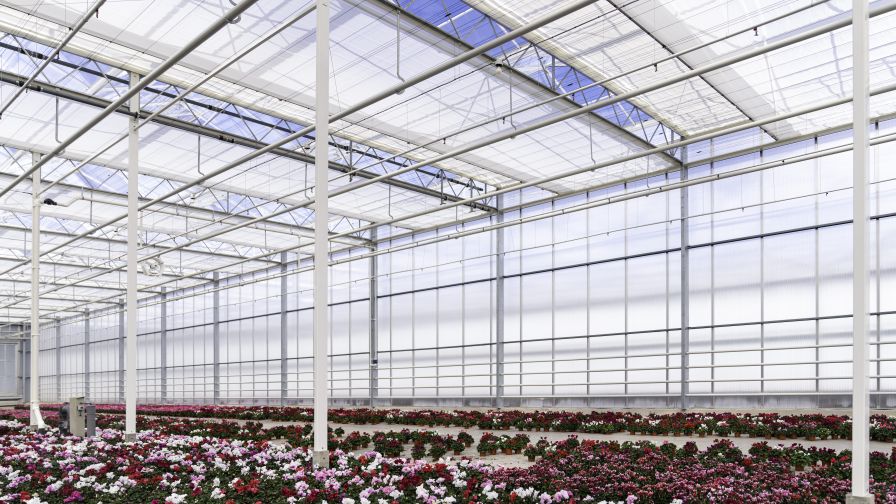 A greenhouse screen system helps manage light over flowering crops at Bergcamp.
