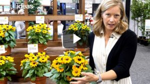 Bright New Blooms That Go the Distance