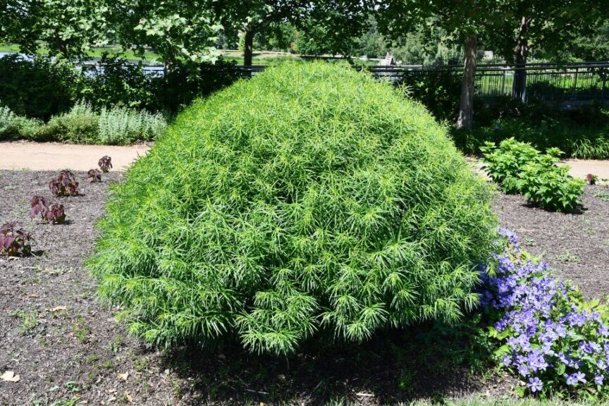 Amsonia ‘Blue Behemoth’