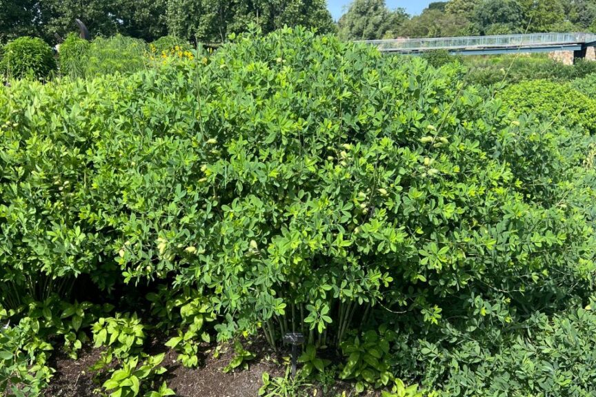 Baptisia ‘Blue Towers’