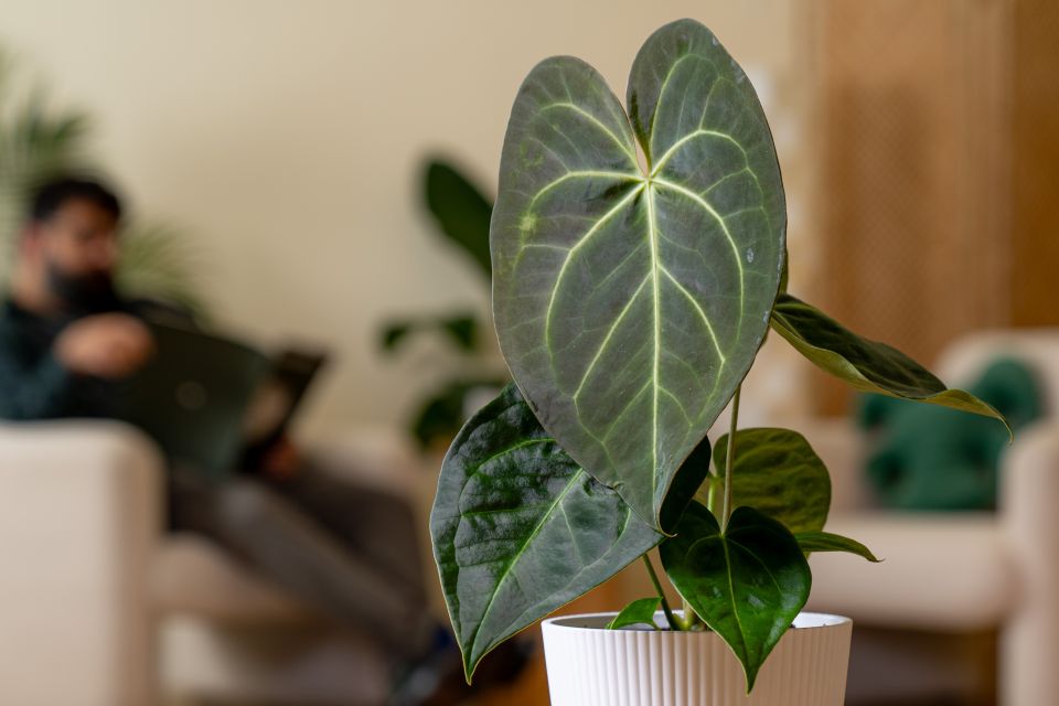 Broad leaves and prominent veining give Anthurium magnificum distinctive texture and form.