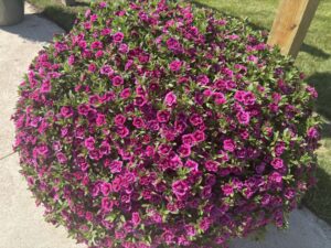 Calibrachoa 'Superbells Double Midnight Magenta'