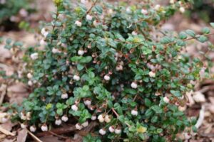 Candybox® Chilean Guava
