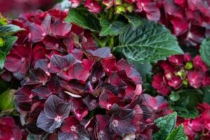 Centennial Ruby™ Hydrangea