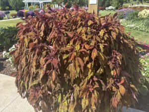 Coleus 'ColorBlaze Pepper Flakes'