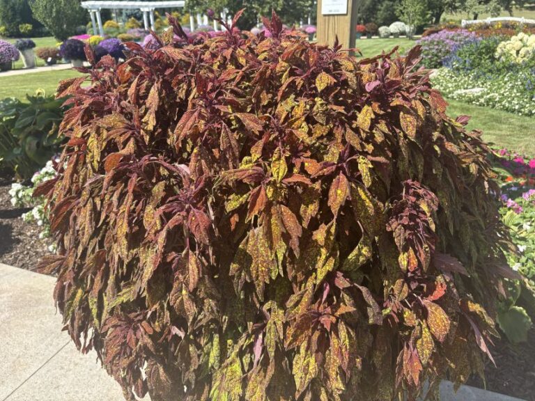 Coleus 'ColorBlaze Pepper Flakes'