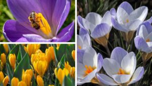 Crocus Named the 2026 Bulb of the Year