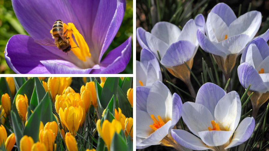 From the Year of the Crocus photo collection.