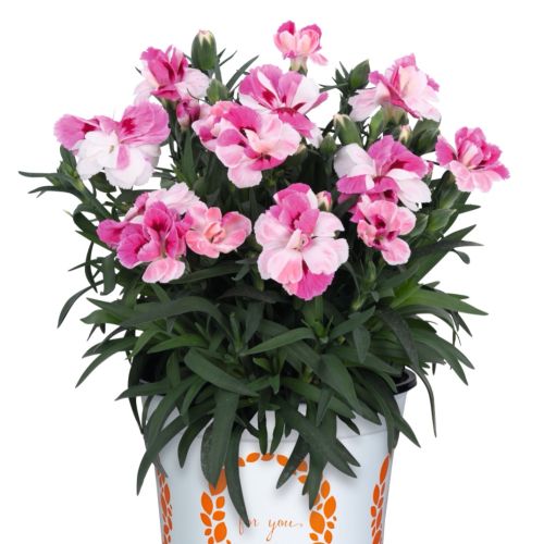 Dianthus Sprint Pink and Proud is in the Dümmen Orange Dianthus Sprint series.