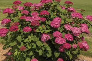 DreamScape™ Smooth Hydrangea
