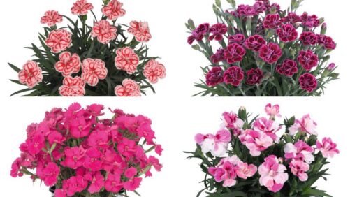 Dümmen Orange North America Transitions its Dianthus Production to Kenya