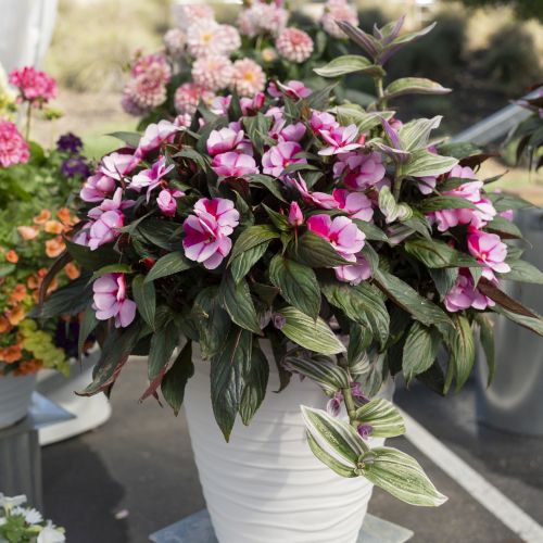 Dümmen Orange’s Garden Party Shade Princess pairs Tradescantia ‘Nanouk’ with New Guinea impatiens in a shade combination.