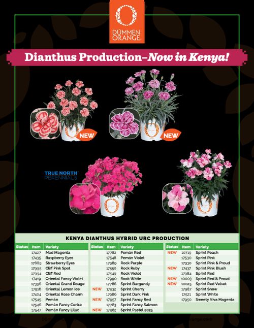 Week 40 Dianthus varieties.