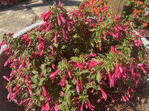 Fuchsia 'Sun Pendants Hot Pink'