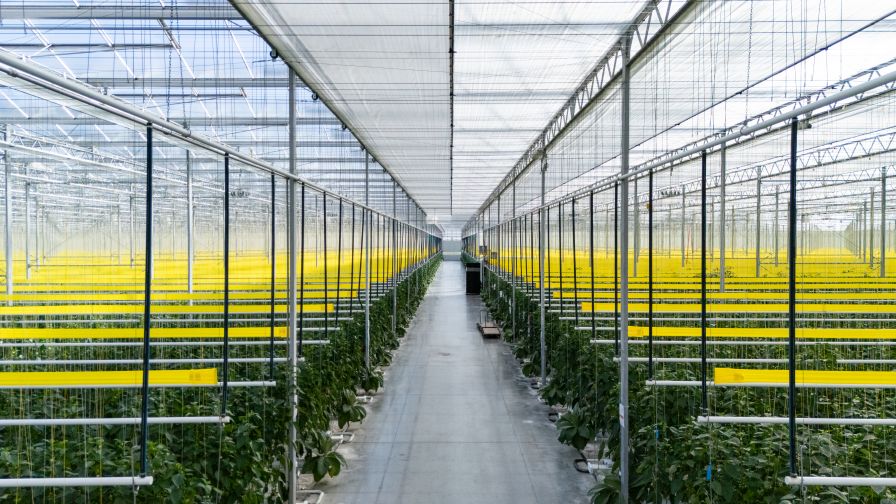 Greenhouse screens extend across the production area at Twin Creeks to help regulate light conditions.
