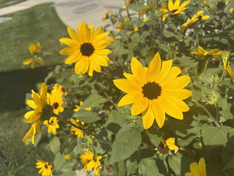 Helianthus 'Suncredible Yellow II'