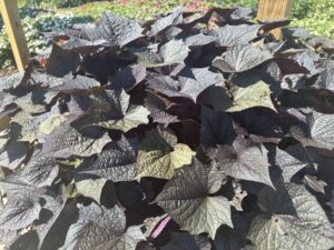 Ipomoea 'Sweet Caroline Bewitched After Midnight II'
