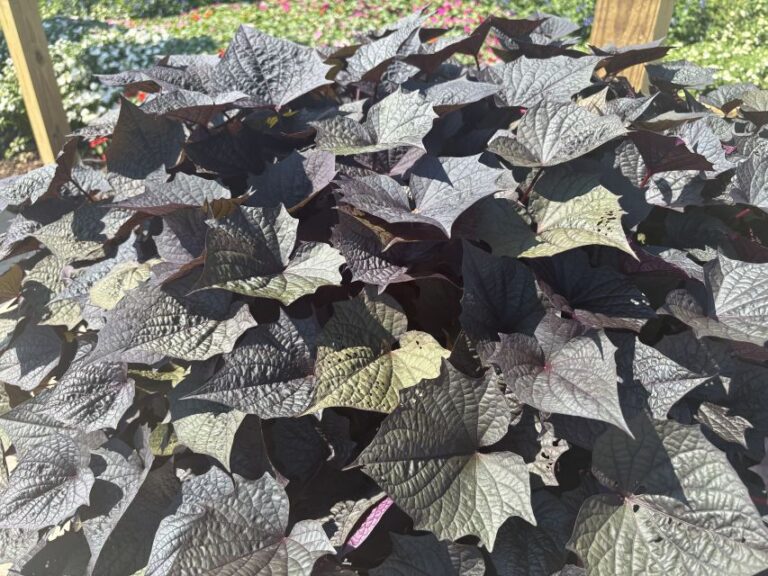 Ipomoea 'Sweet Caroline Bewitched After Midnight II'