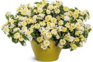 Lantana Luscious® Vanilla Breeze™