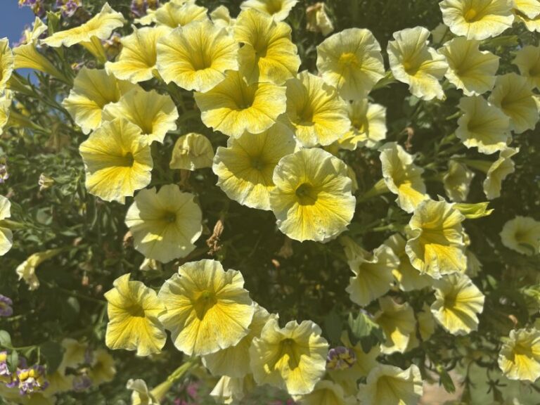 Lantana 'Luscious Vanilla Breeze'