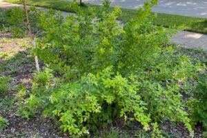 Lespedeza thunbergii ‘Samidare’