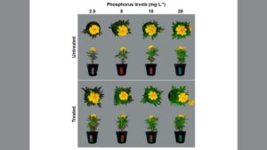 New Research Explores Emerging Tools for Plant Health