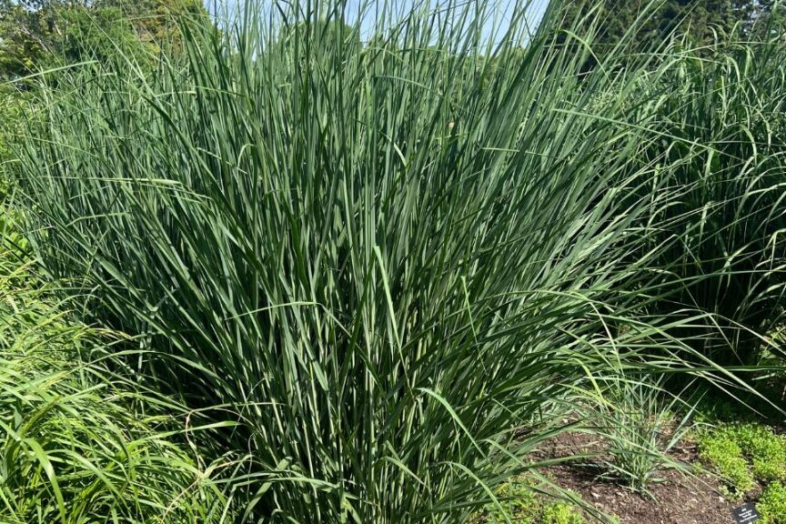 Panicum virgatum ‘Cloud Nine’