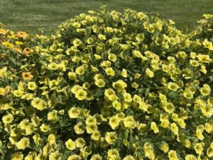 Petunia 'Supertunia Mini Vista Yellow'