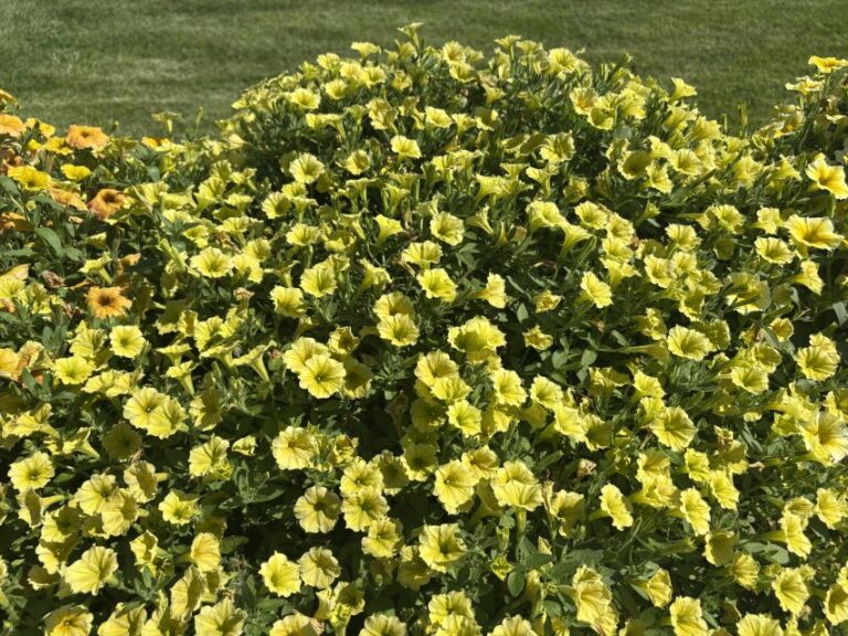 Petunia 'Supertunia Mini Vista Yellow'