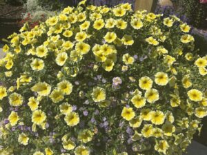 Petunia 'Supertunia Saffron Pinch'
