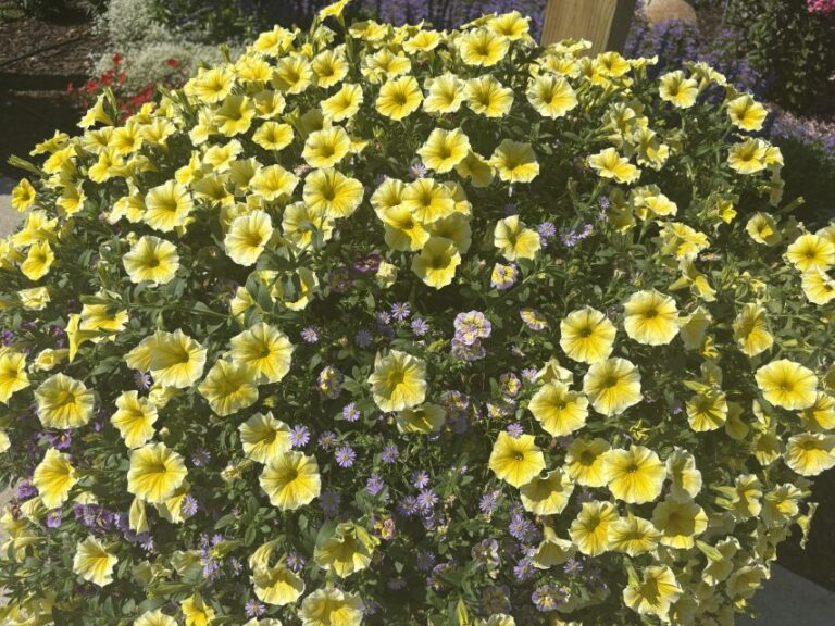 Petunia 'Supertunia Saffron Pinch'