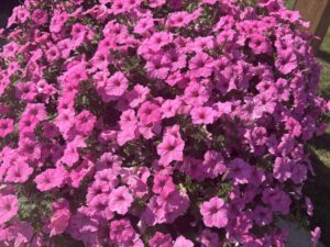 Petunia 'Supertunia Vista Bubblegum II'