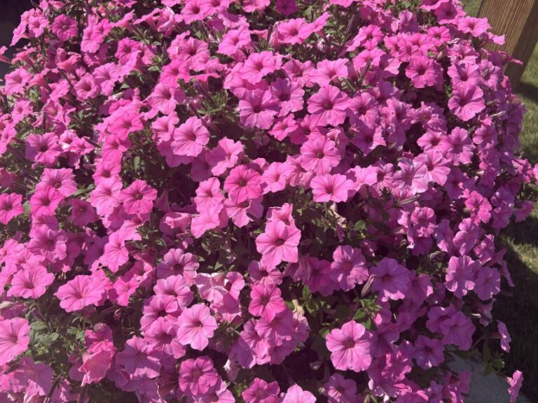 Petunia 'Supertunia Vista Bubblegum II'