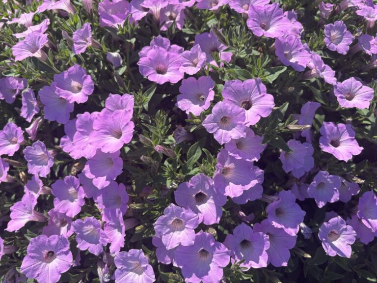 Petunia 'Supertunia Vista Cool Jazz'