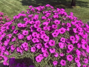 Petunia 'Supertunia Vista Jazzberry'