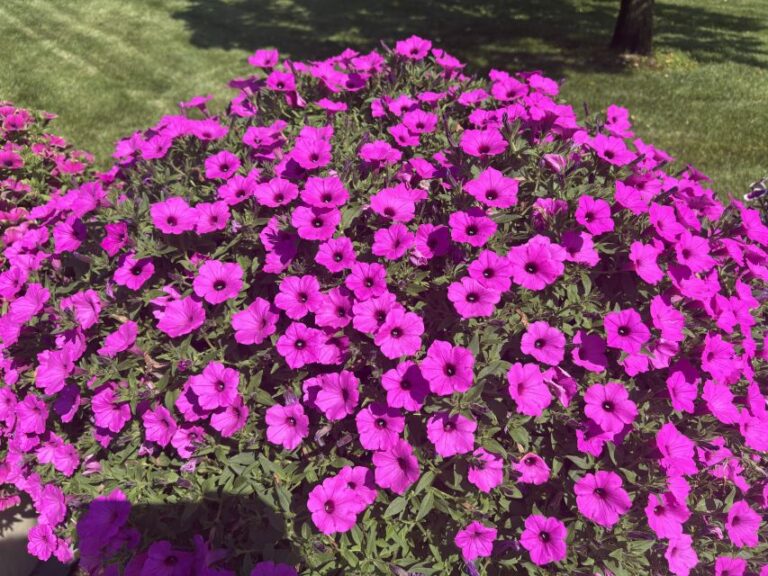 Petunia 'Supertunia Vista Jazzberry'