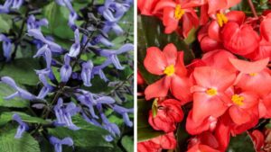 Video Spotlight: A Thorough Look at Proven Winners’ Annuals