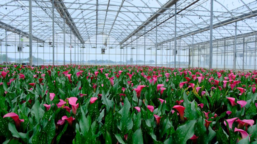 Smith Gardens uses new technology tools to analyze thousands of SKUs and coordinate product deliveries from multiple facilities.