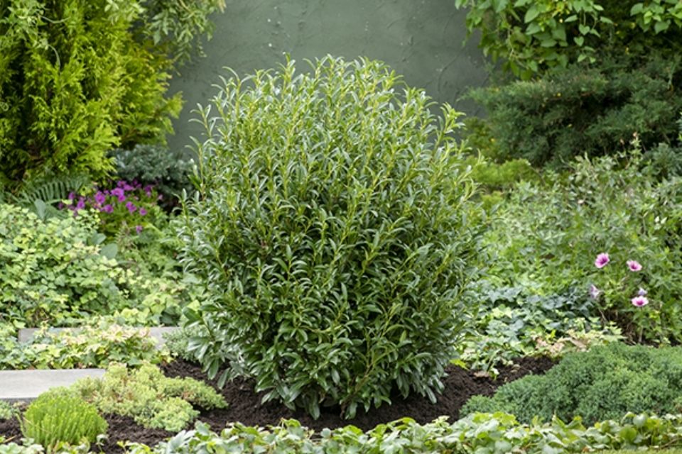 Sofia® Cherry Laurel.
